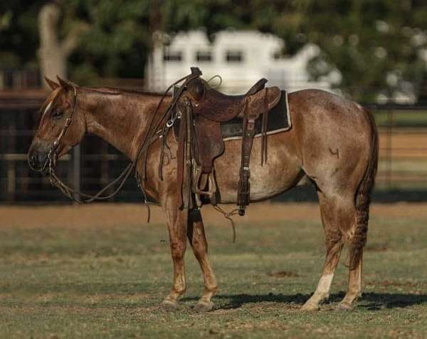 husband-safe-quarter-horse