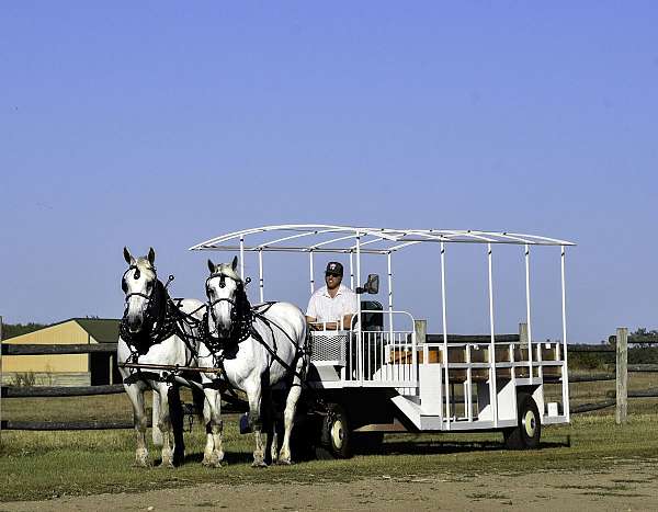 driving-percheron-horse