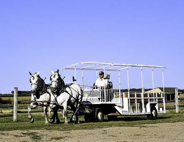 flashy-percheron-horse