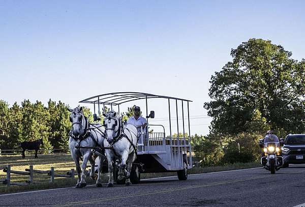 husband-safe-percheron-horse