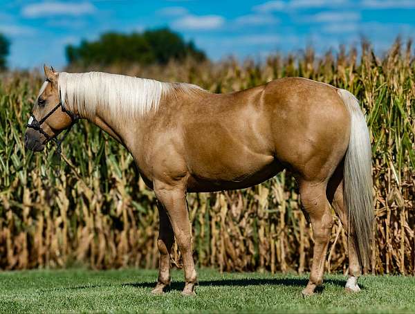 calf-roping-quarter-horse