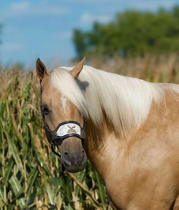 husband-safe-quarter-horse