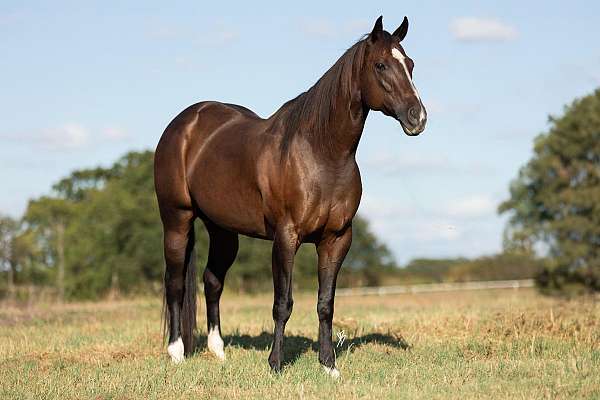 athletic-quarter-horse