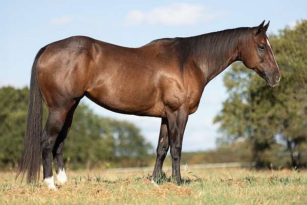 barrel-racing-quarter-horse