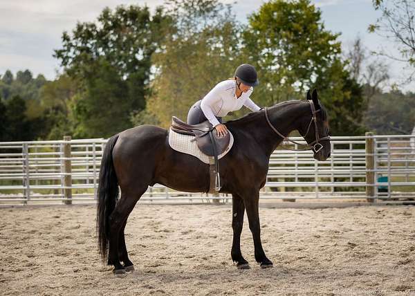 athletic-friesian-horse