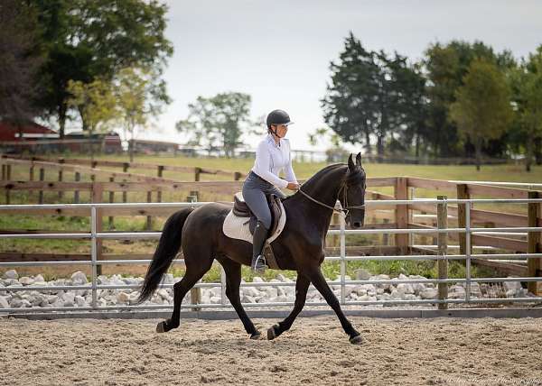 beginner-friesian-horse