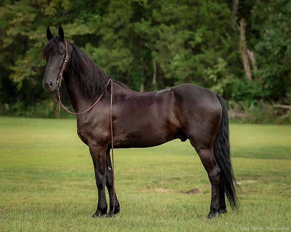 companion-friesian-horse