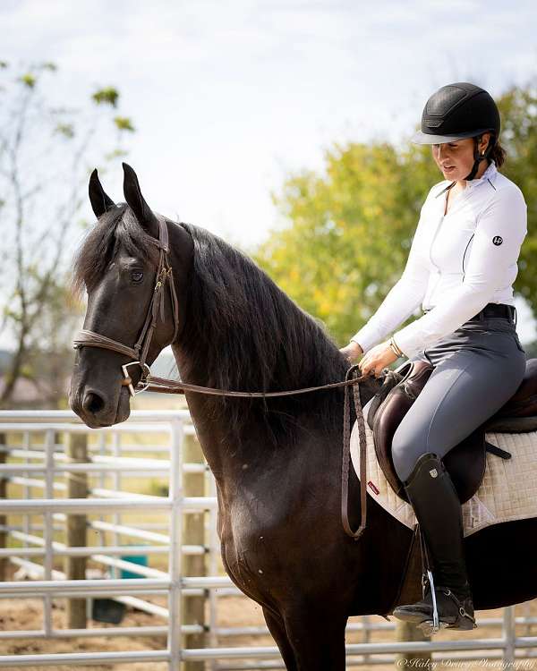 driving-friesian-horse