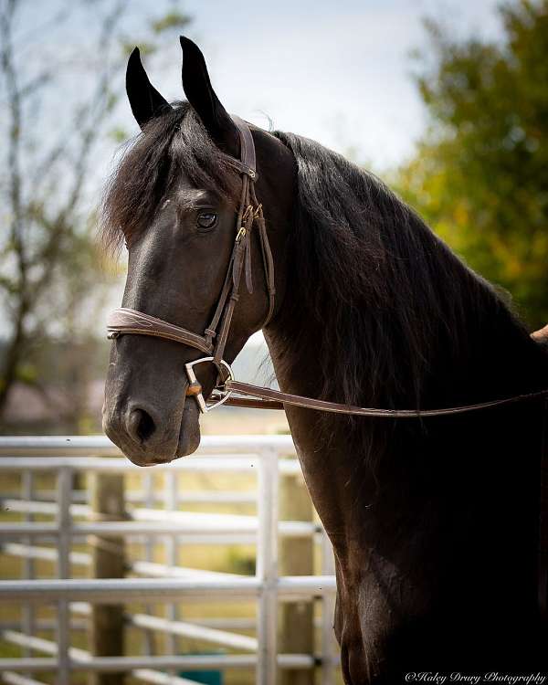 flashy-friesian-horse