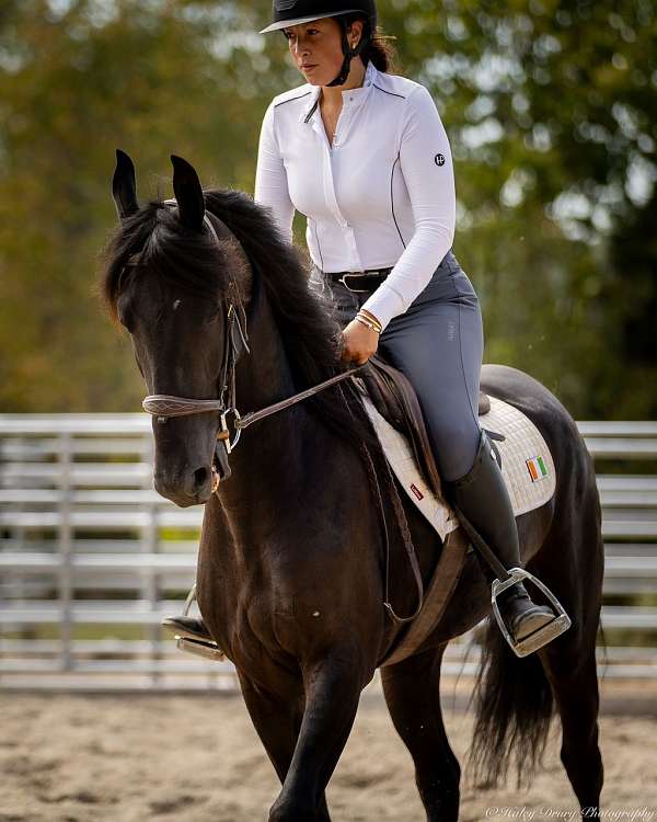 kid-safe-friesian-horse