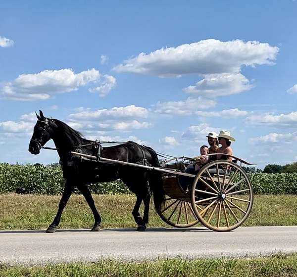 parade-friesian-horse