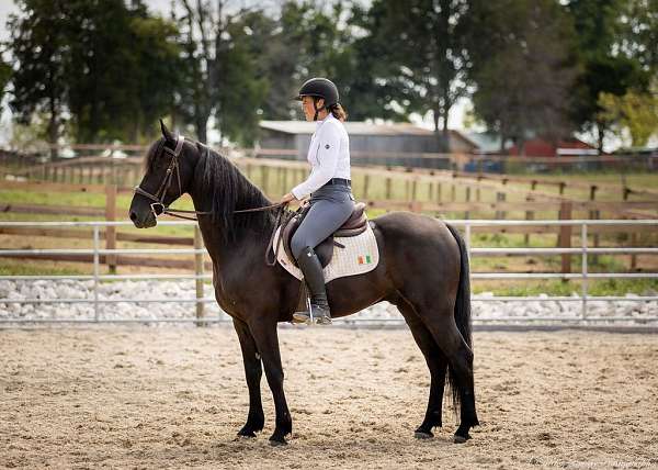 ridden-english-friesian-horse