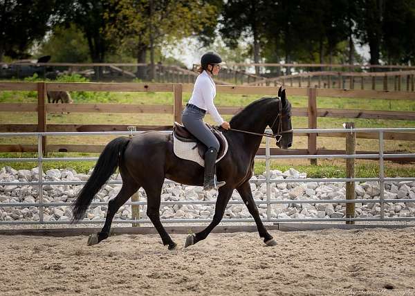 ridden-western-friesian-horse