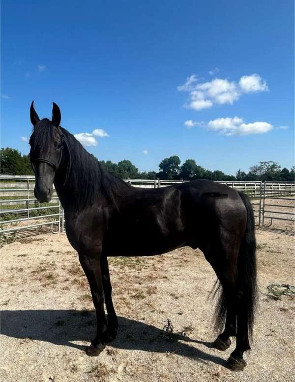 show-friesian-horse