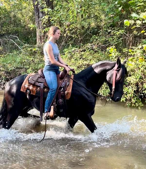 trail-friesian-horse