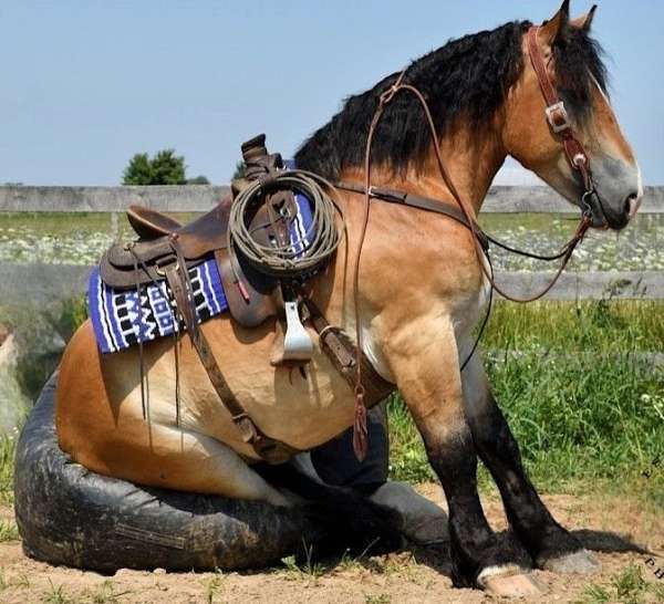 athletic-percheron-horse