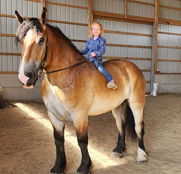 cross-percheron-horse