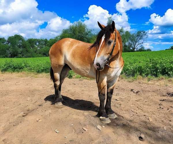 driving-percheron-horse