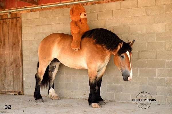 parade-percheron-horse