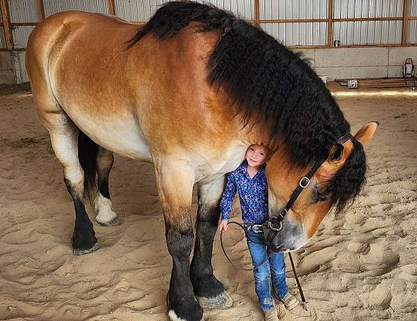 flashy-percheron-horse