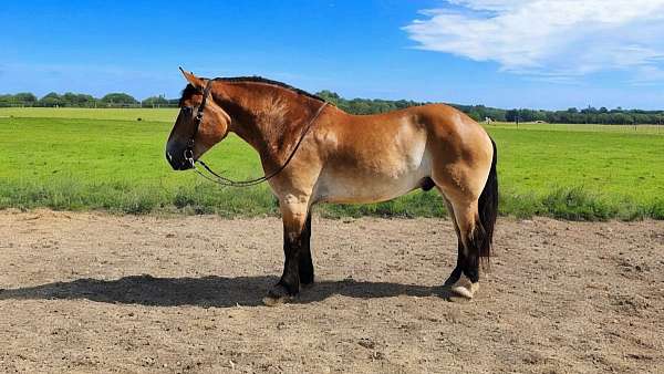 performance-percheron-horse