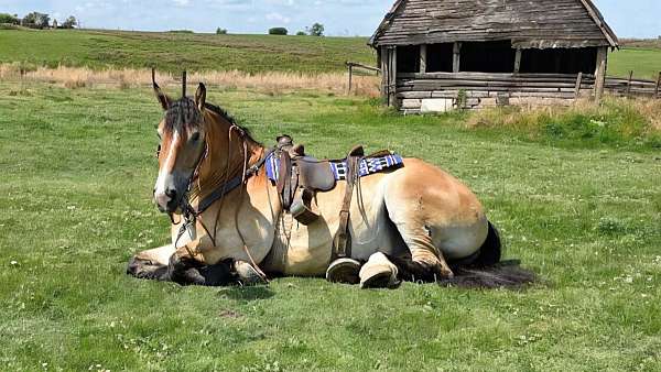 show-percheron-horse