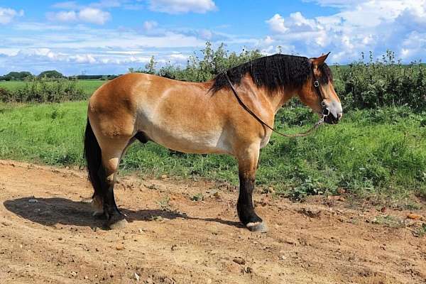 kid-safe-percheron-horse