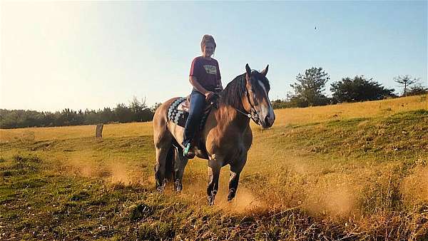 bay-percheron-gelding