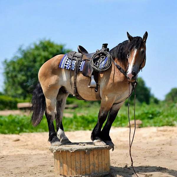 trail-riding-percheron-horse