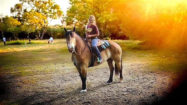 western-riding-percheron-horse