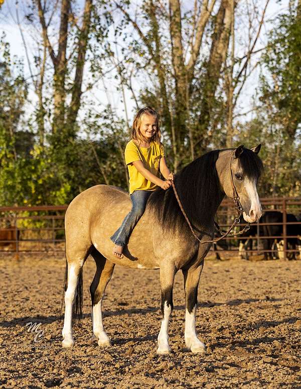 driving-pony