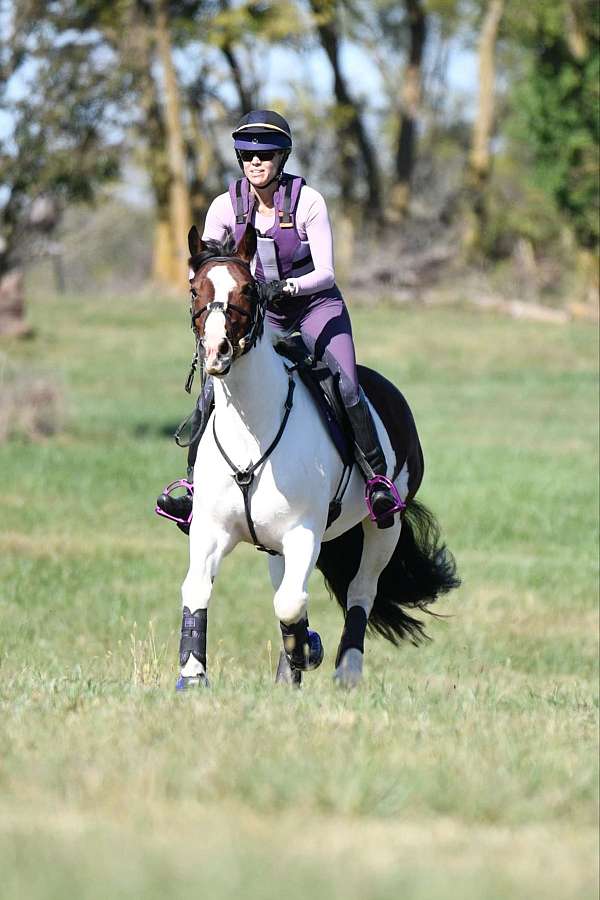 athletic-gypsy-vanner-horse