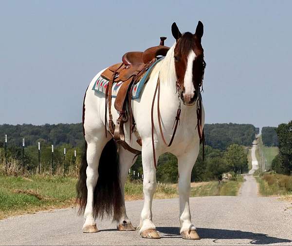 beginner-gypsy-vanner-horse