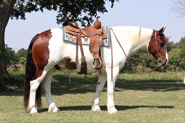 flashy-gypsy-vanner-horse