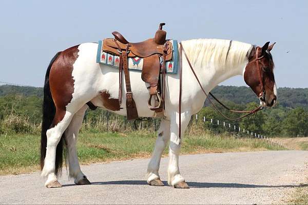 jumping-gypsy-vanner-horse