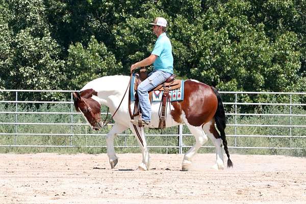 kid-safe-gypsy-vanner-horse