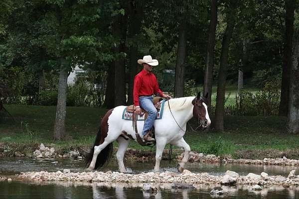 performance-gypsy-vanner-horse