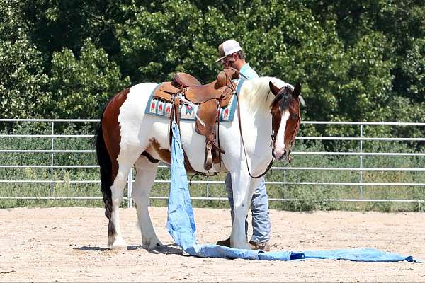 ridden-english-gypsy-vanner-horse