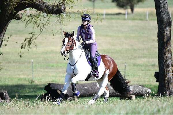 show-gypsy-vanner-horse