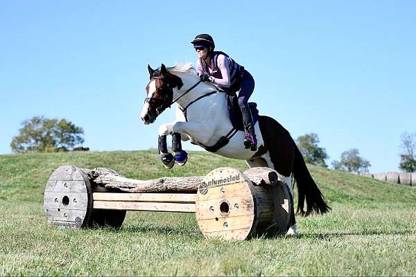 trail-gypsy-vanner-horse