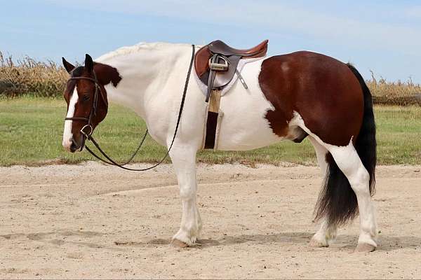 trail-riding-gypsy-vanner-horse