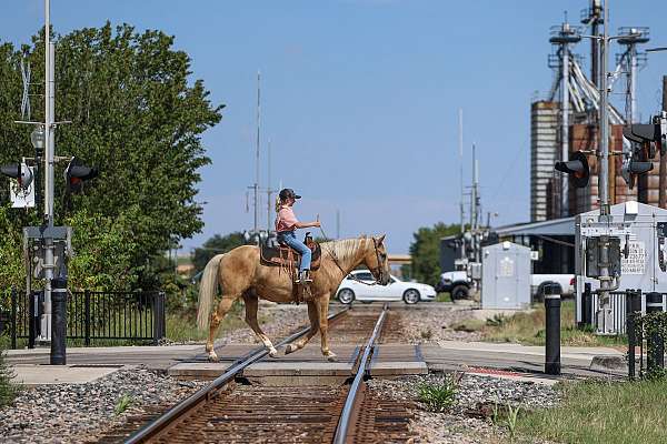 husband-safe-quarter-pony