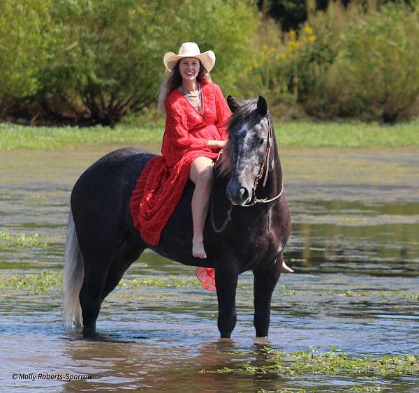 athletic-draft-horse