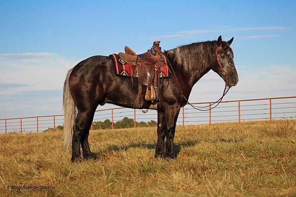 cross-draft-horse