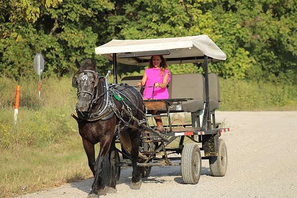 draft-horse