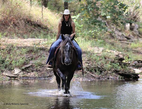 driving-draft-horse