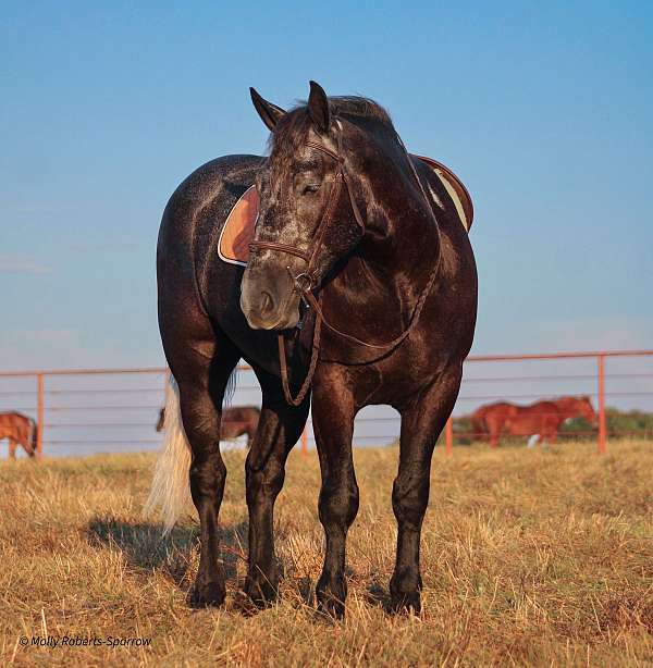 flashy-draft-horse