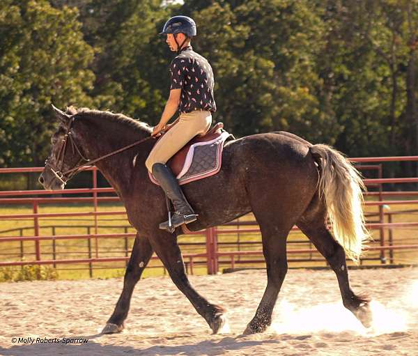 husband-safe-draft-horse