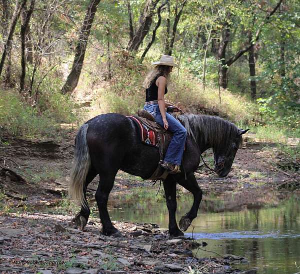 jumping-draft-horse