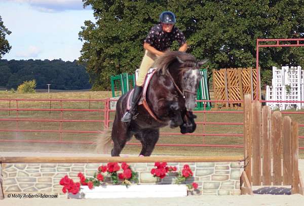 parade-draft-horse